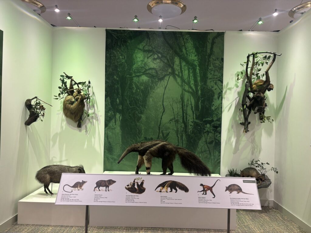 The Costa Rica exhibition in Pittsburgh dedicates a special space to the conservation of flora and fauna, one of the greatest sources of national pride in this country. PHOTO: STEEL PULSE NEWS/ FREDDY POTOY